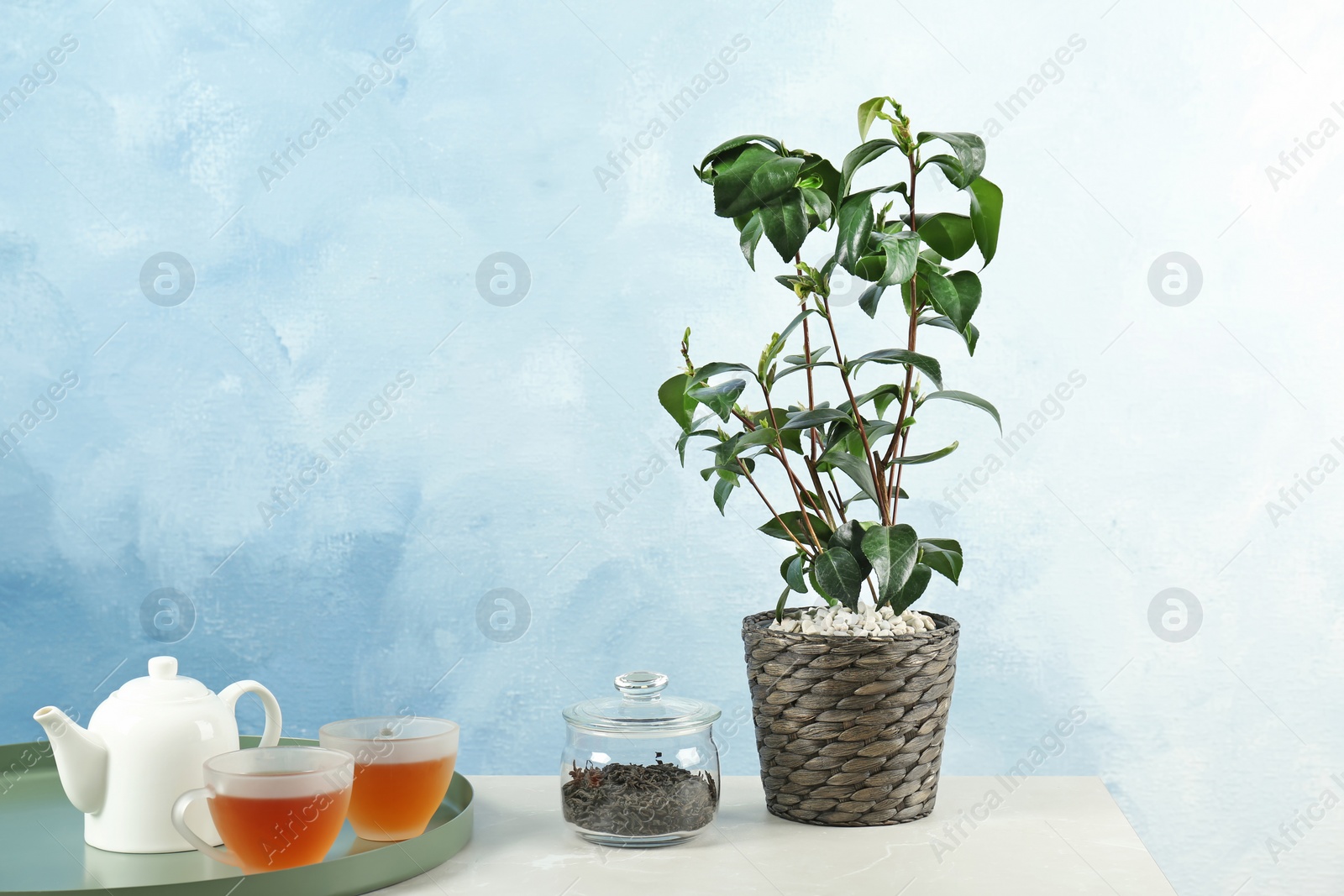 Photo of Tea plant in pot, cups and teapot on table