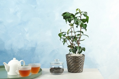 Photo of Tea plant in pot, cups and teapot on table