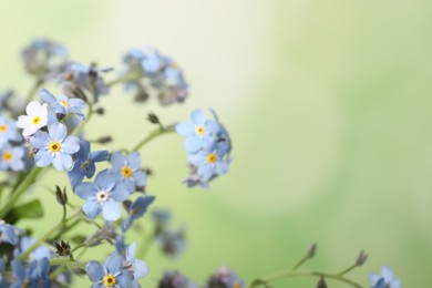 Photo of Beautiful forget-me-not flowers against blurred green background, closeup. Space for text