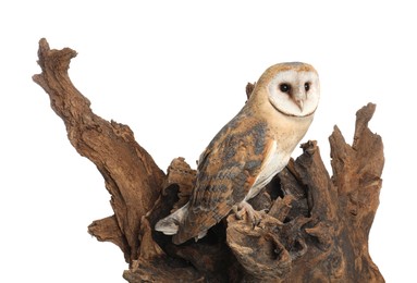 Beautiful common barn owl on tree against white background