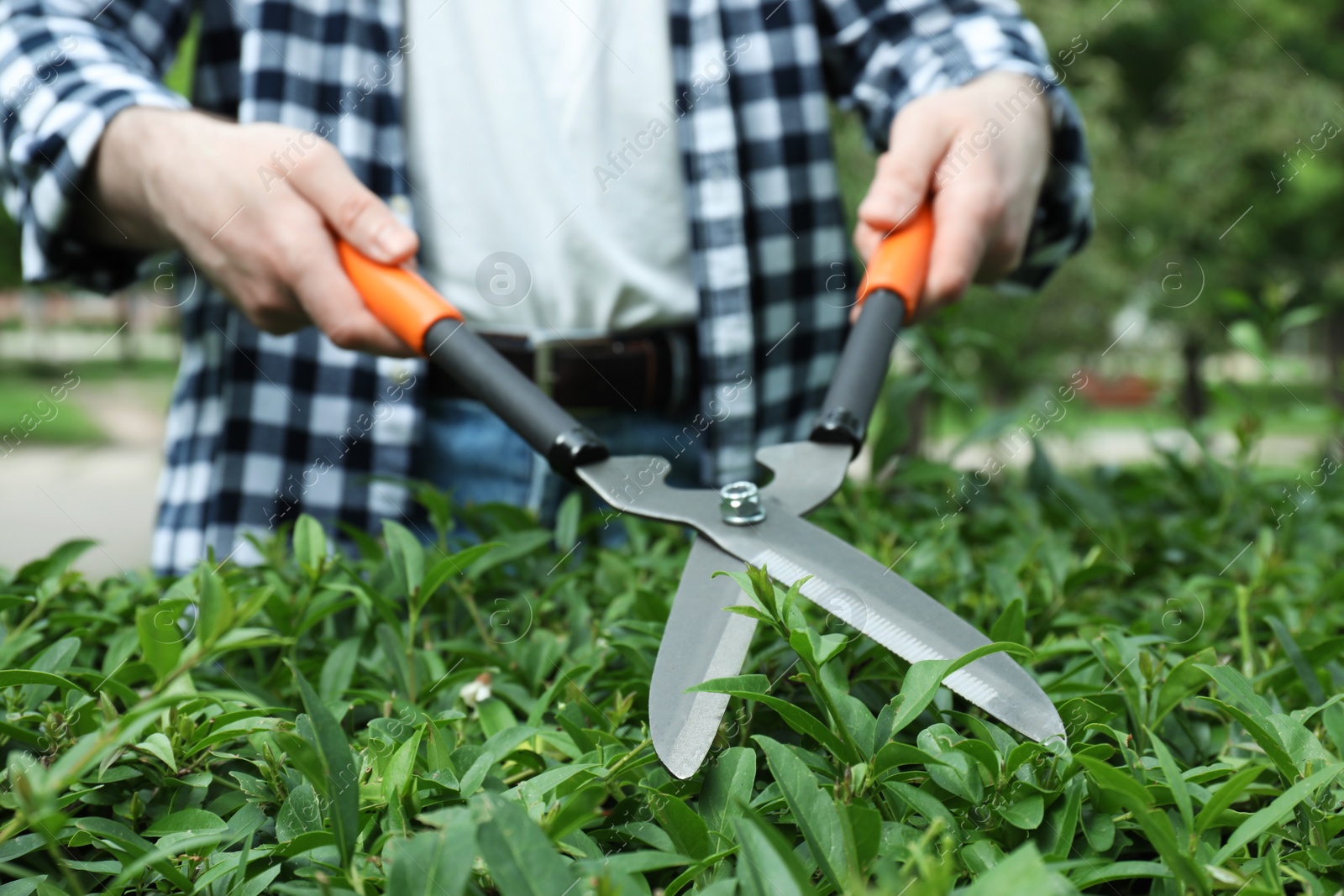 Photo of Worker cutting bush with hedge shears outdoors, closeup. Gardening tool