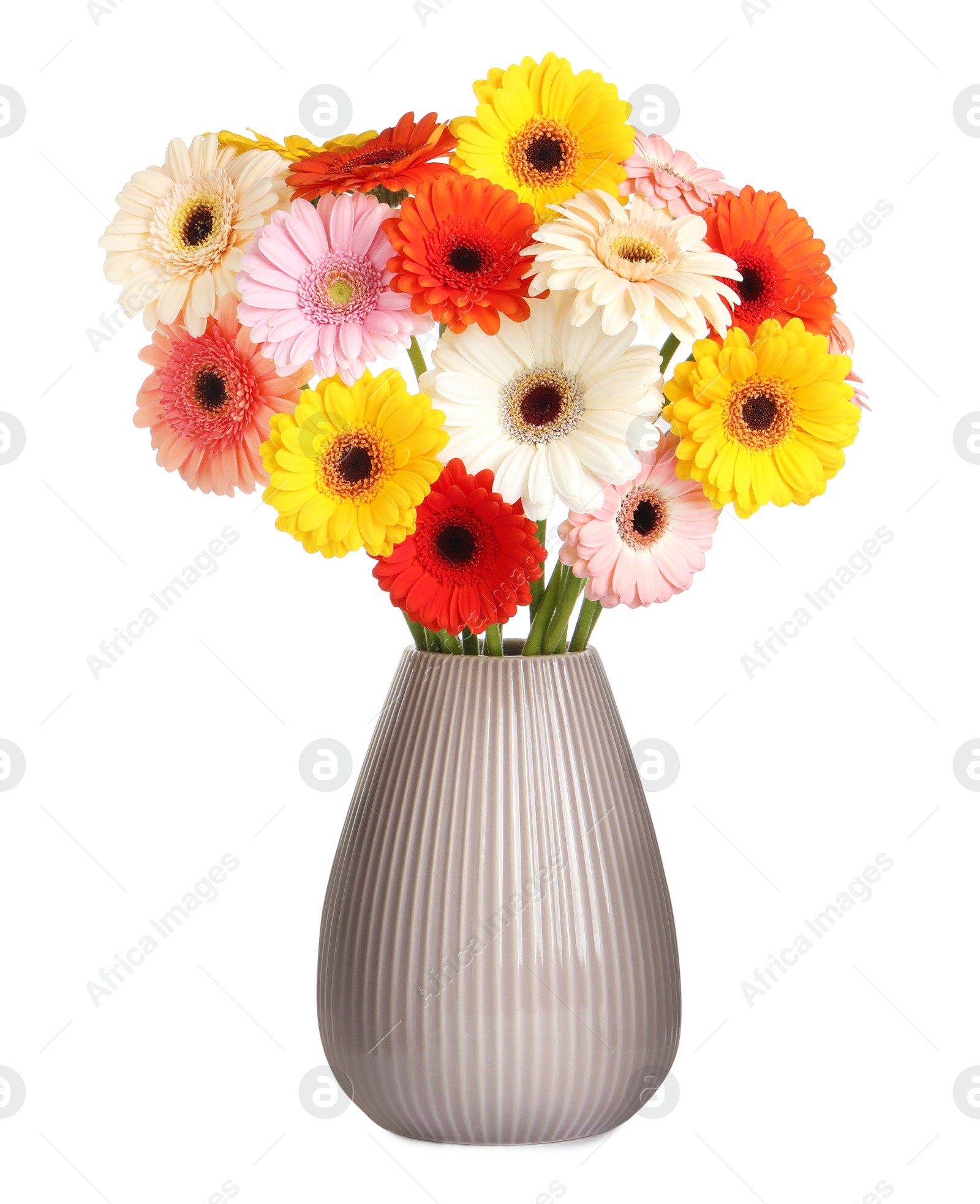 Photo of Bouquet of beautiful colorful gerbera flowers in vase isolated on white