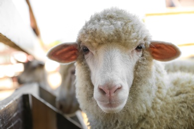 Photo of Cute funny sheep on farm, closeup. Animal husbandry