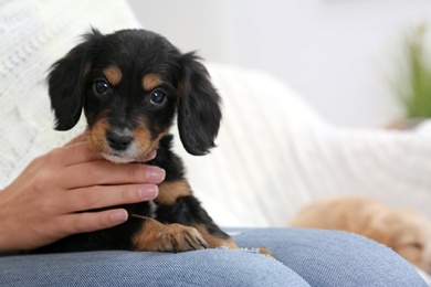 Owner with cute English Cocker Spaniel puppy indoors, closeup. Space for text