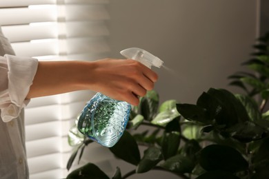 Photo of Woman spraying water onto houseplant at home, closeup