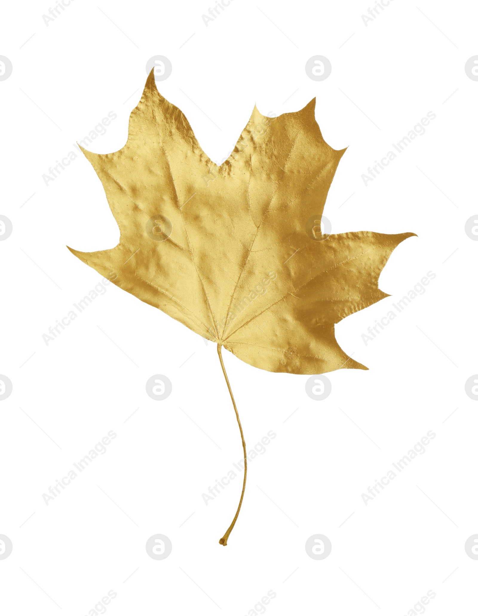 Photo of One golden maple leaf isolated on white. Autumn season