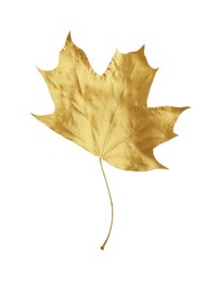 One golden maple leaf isolated on white. Autumn season