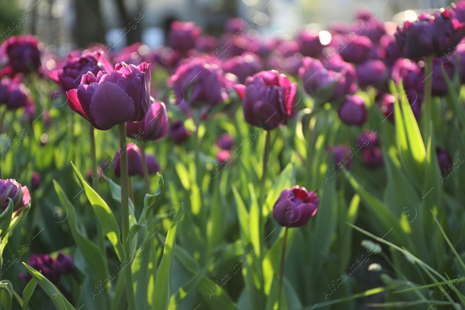 Photo of Beautiful purple tulips growing outdoors on sunny day. Spring season