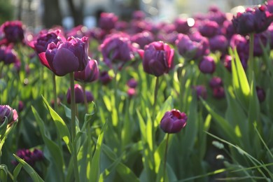 Photo of Beautiful purple tulips growing outdoors on sunny day. Spring season