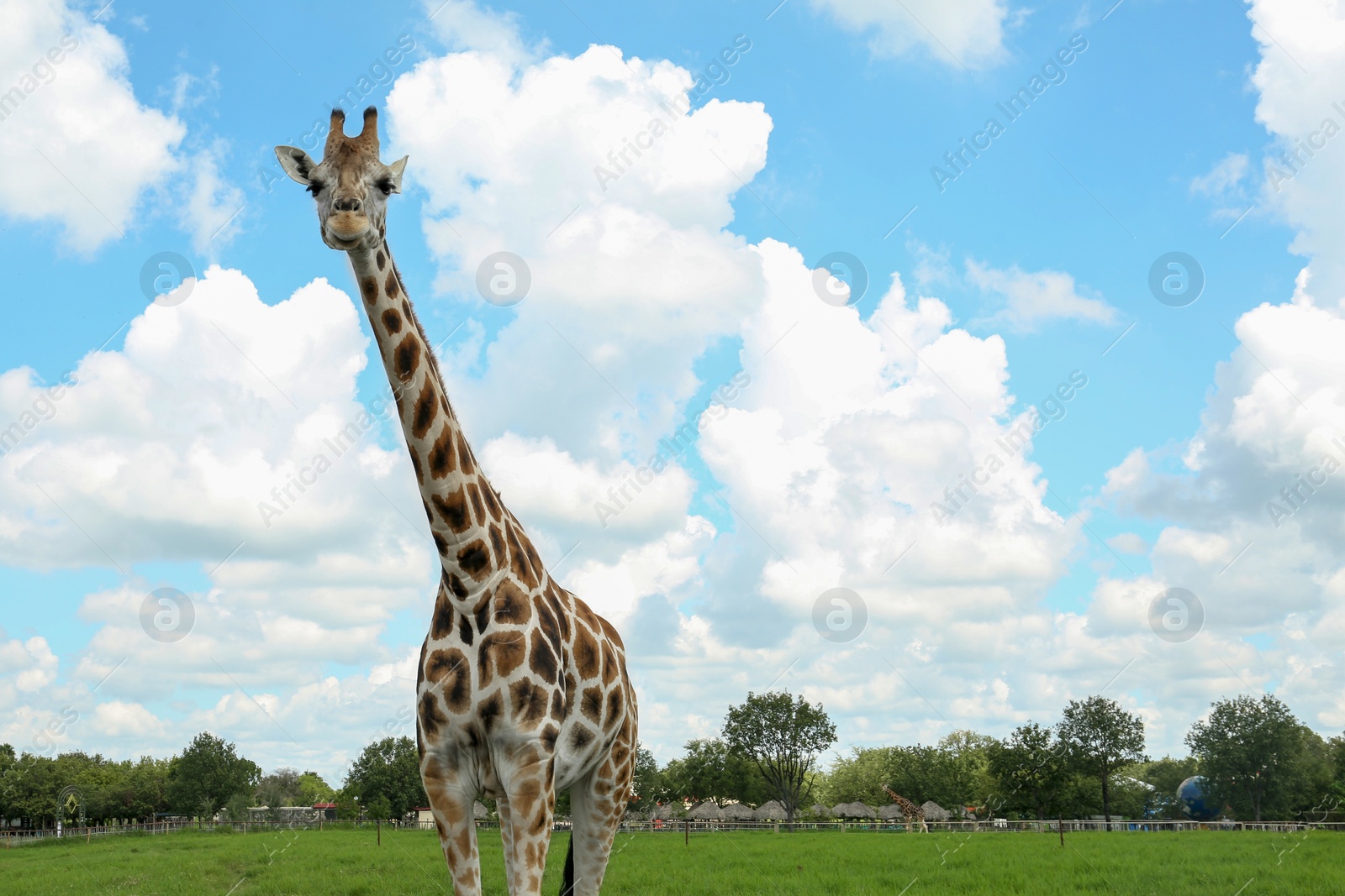 Photo of Beautiful spotted African giraffe in safari park