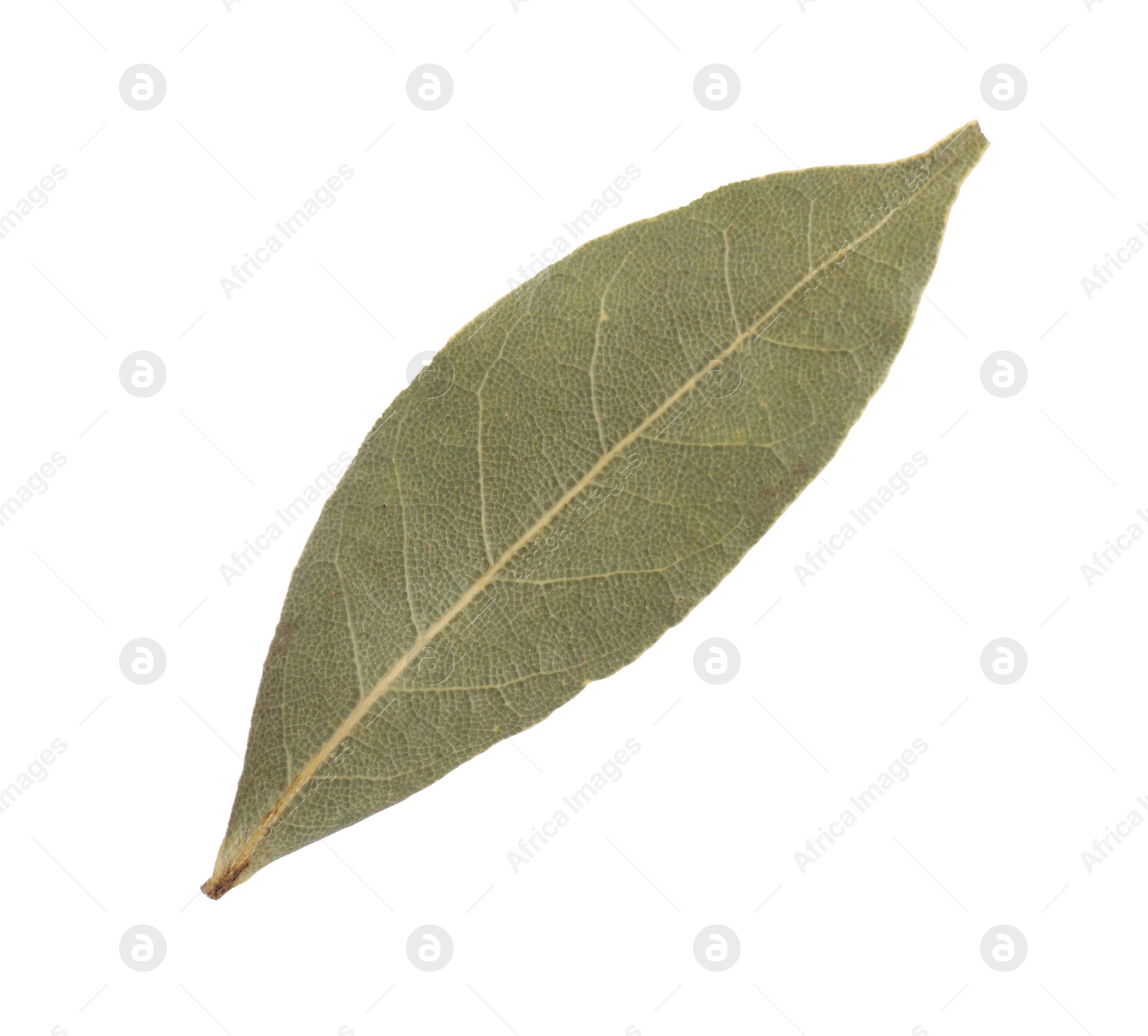 Photo of One aromatic bay leaf isolated on white