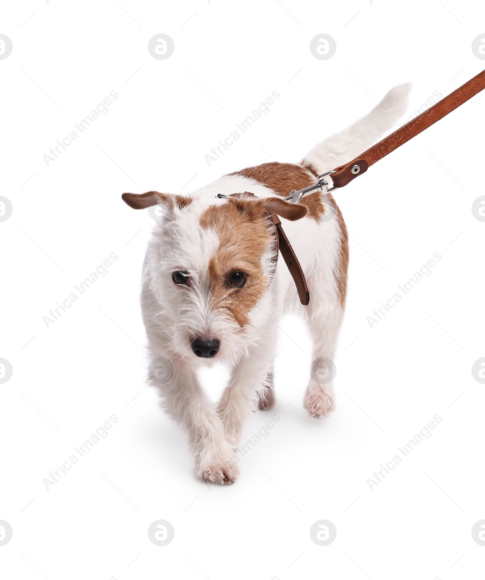 Photo of Cute dog walking on leash against white background