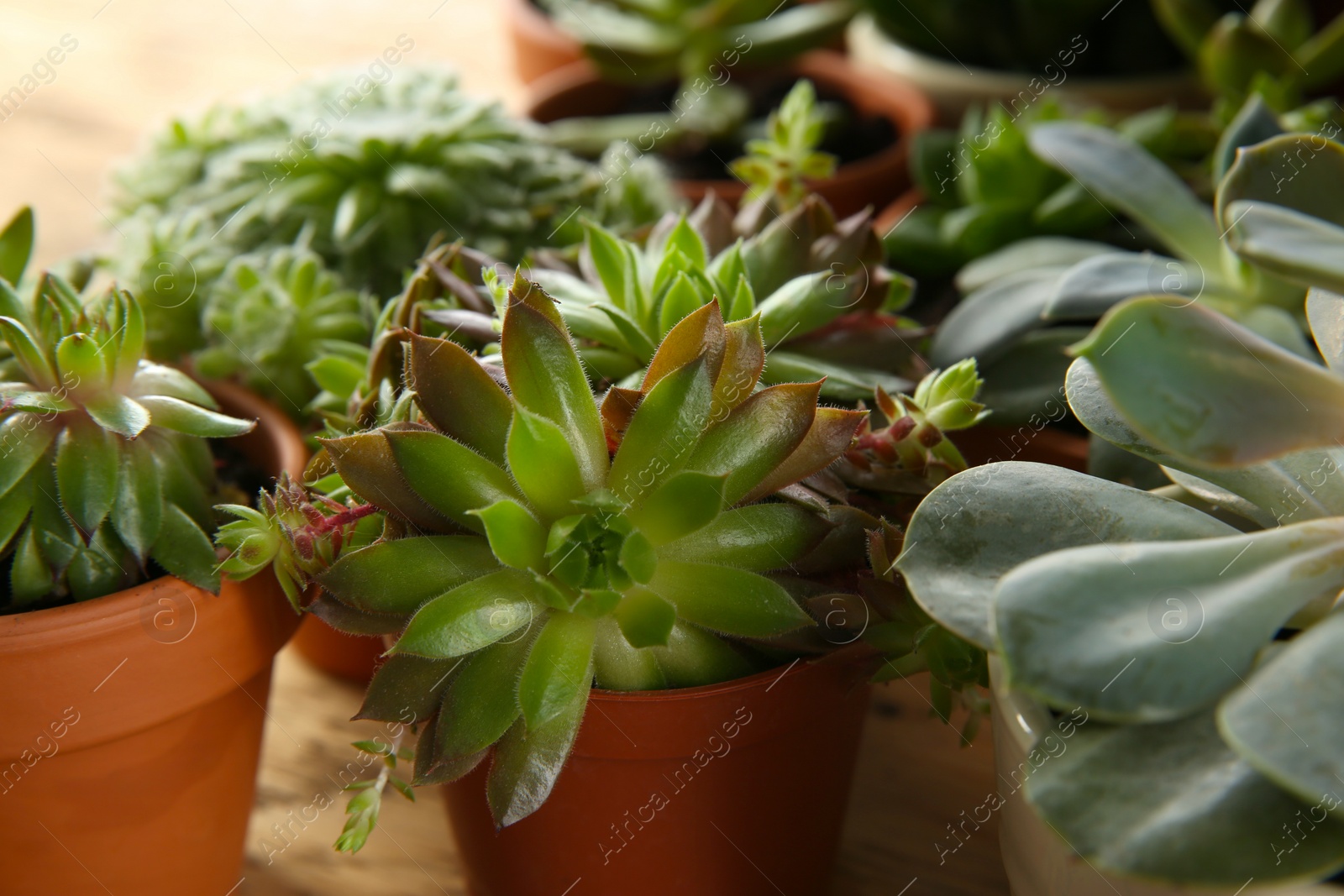 Photo of Many different echeverias on table, closeup. Beautiful succulent plants