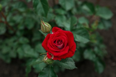 Photo of Closeup view of beautiful blooming rose bush outdoors