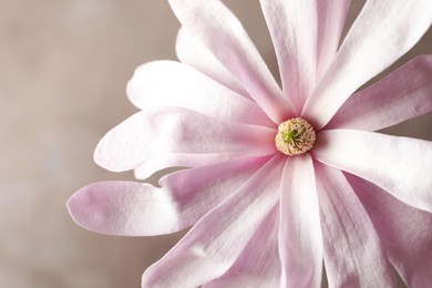 Photo of Beautiful magnolia flower on beige background, closeup