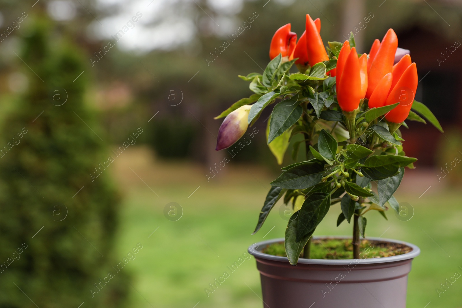 Photo of Capsicum Annuum plant. Potted rainbow multicolor chili peppers outdoors against blurred background, space for text