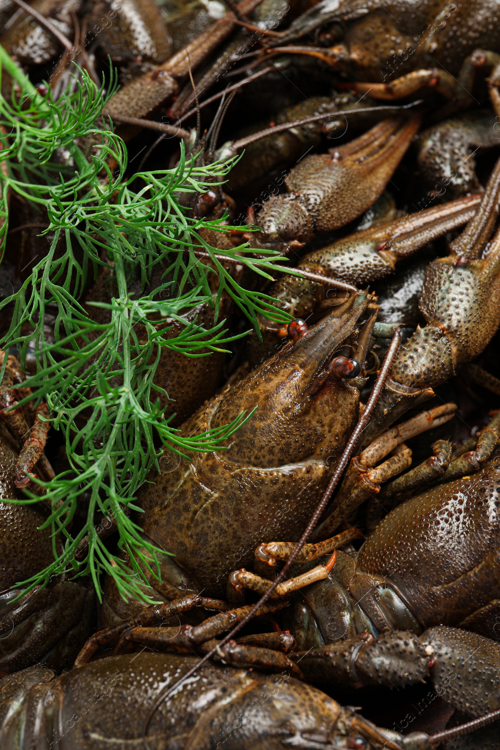 Photo of Heap of fresh raw crayfishes with dill as background, top view