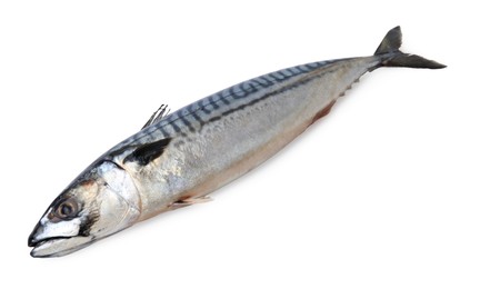 One tasty raw mackerel isolated on white