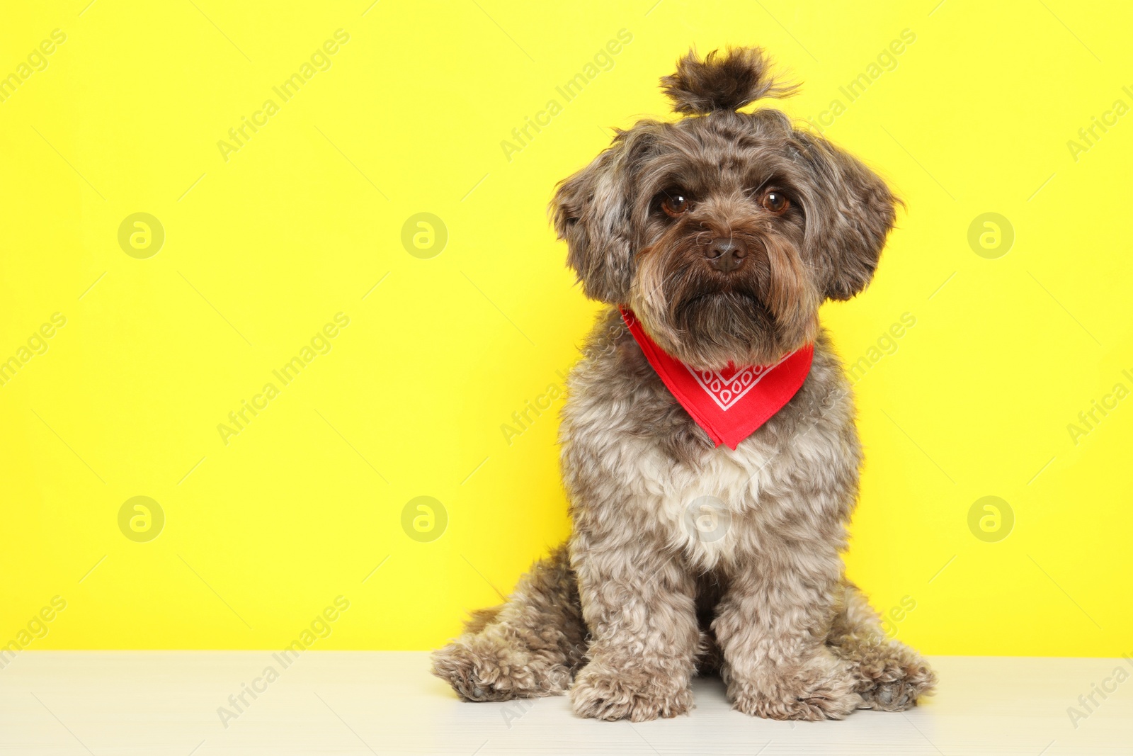 Photo of Cute Maltipoo dog on white table against yellow background, space for text. Lovely pet