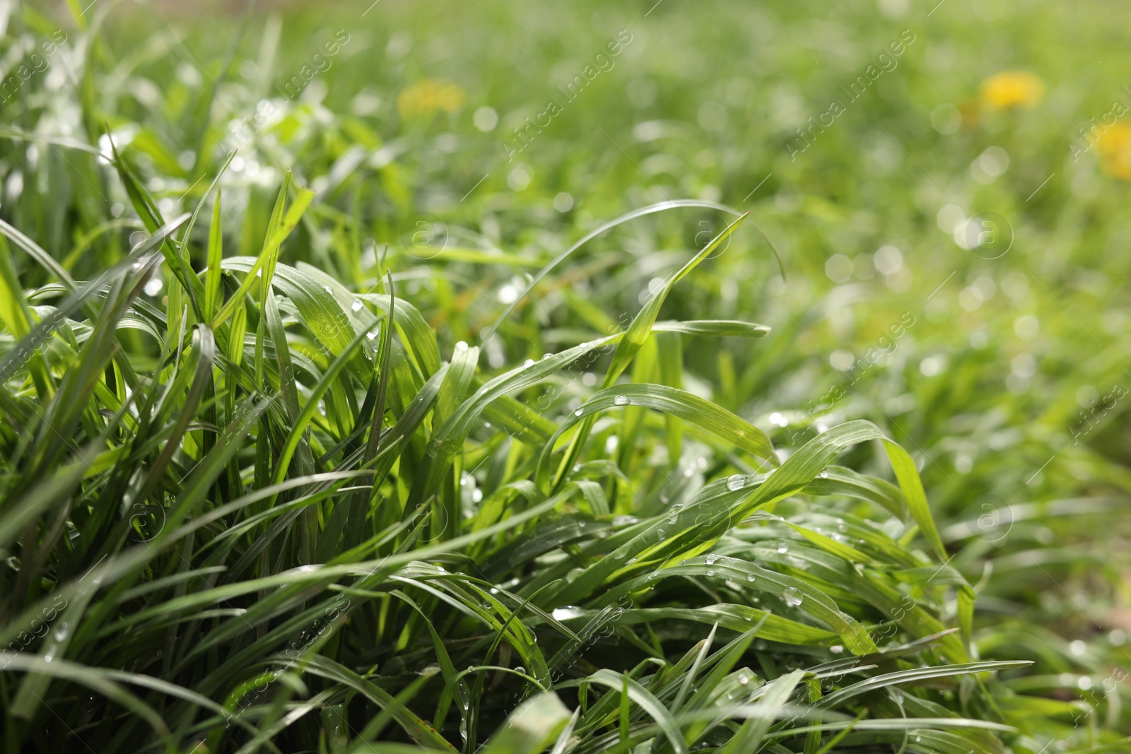 Photo of Beautiful bright green grass with water drops outdoors, closeup