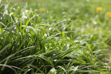 Beautiful bright green grass with water drops outdoors, closeup