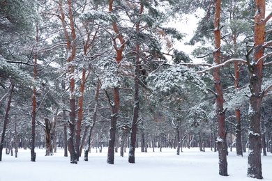 Picturesque view of beautiful forest covered with snow