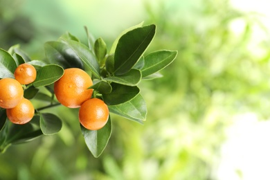 Photo of Citrus fruits on branch against blurred background. Space for text