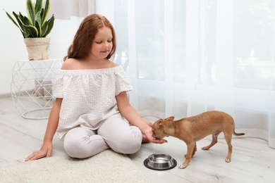 Cute little child feeding her Chihuahua dog at home. Adorable pet