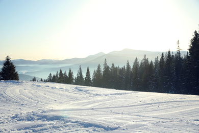 Photo of Picturesque view of conifer forest covered with snow on winter day