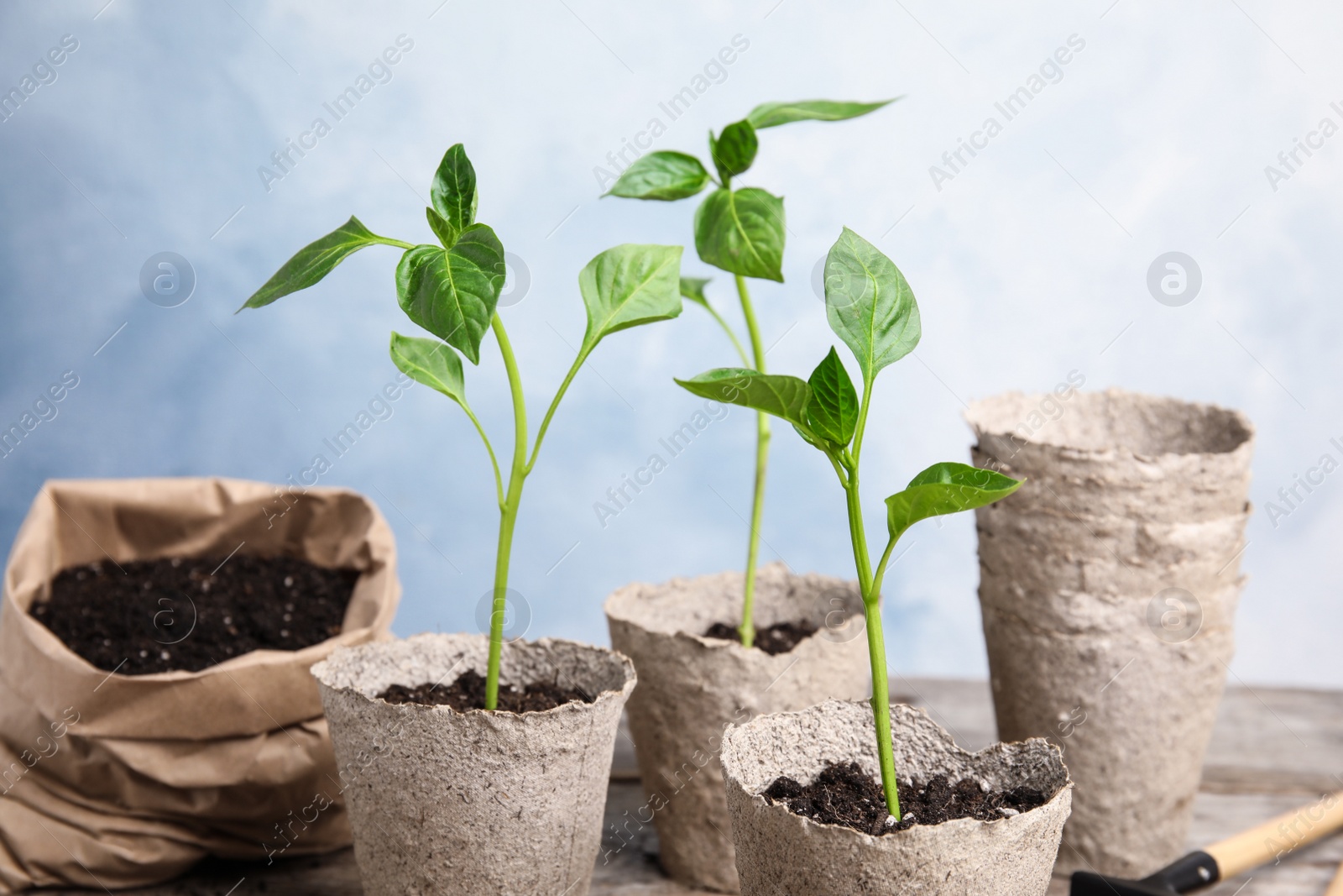 Photo of Vegetable seedlings in peat pots on table against light background