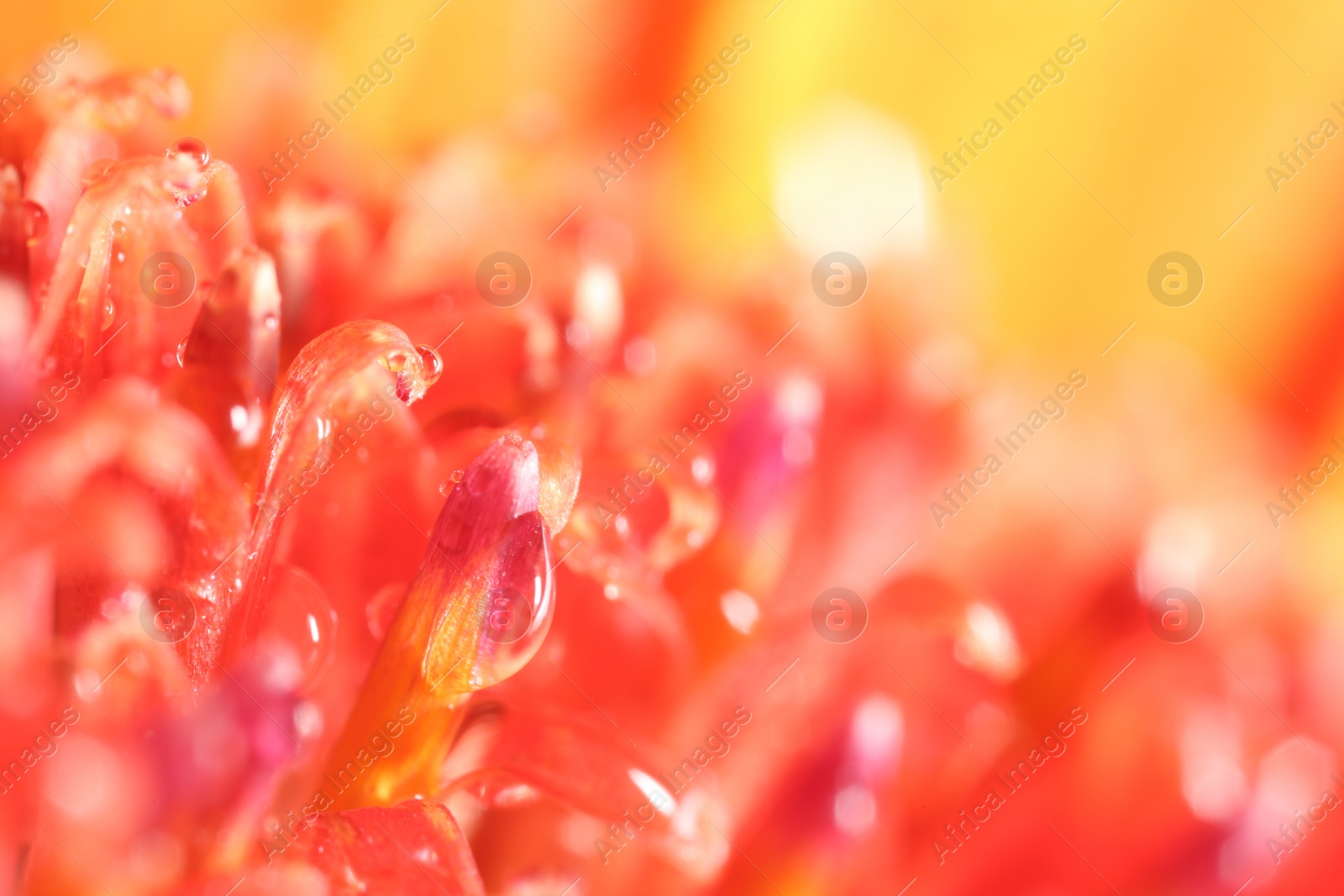 Photo of Beautiful flower with water drops on blurred background, macro view