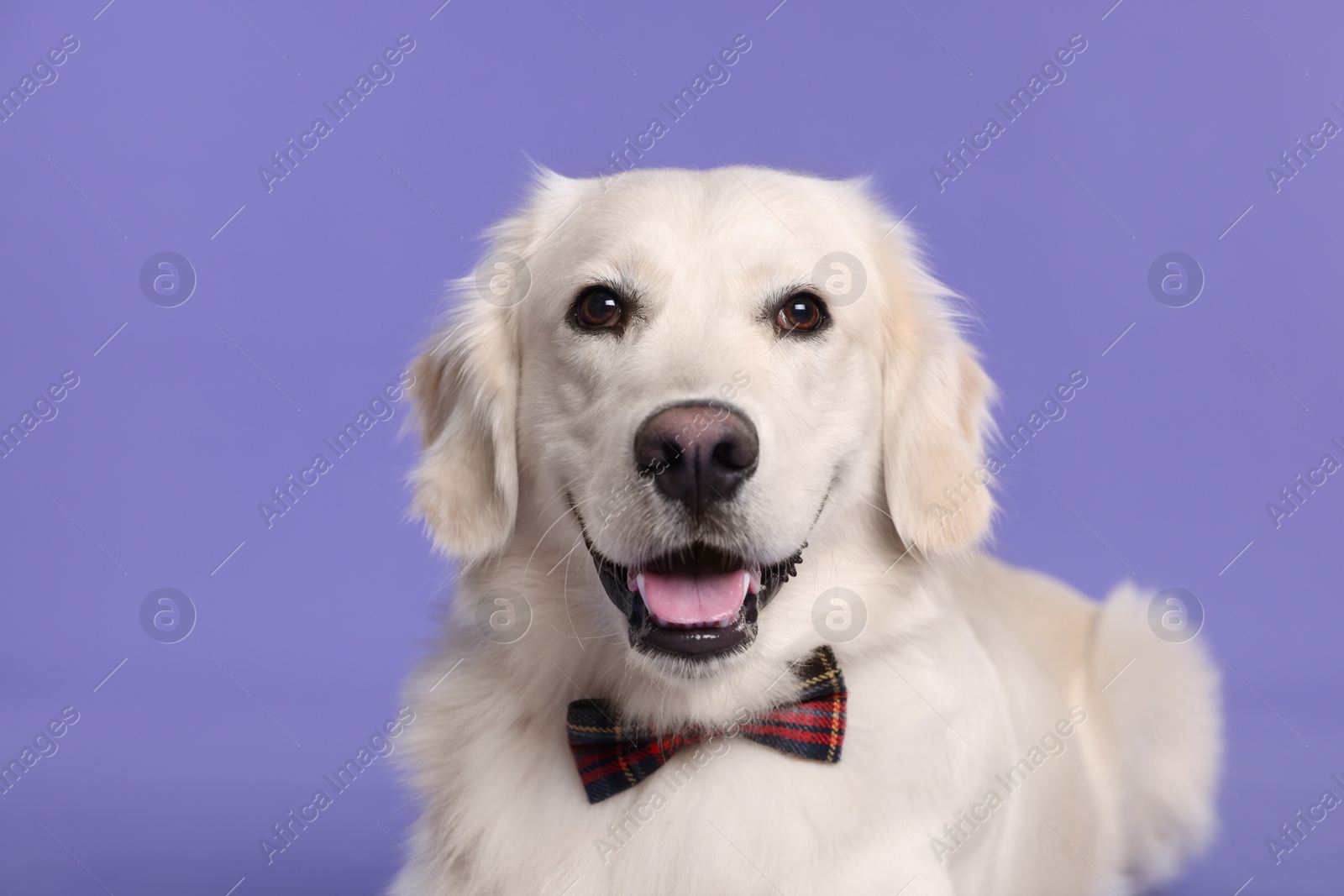 Photo of Cute Labrador Retriever with stylish bow tie on purple background