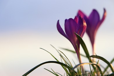 Fresh purple crocus flowers growing in spring morning. Space for text