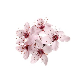 Beautiful pink cherry tree blossoms isolated on white