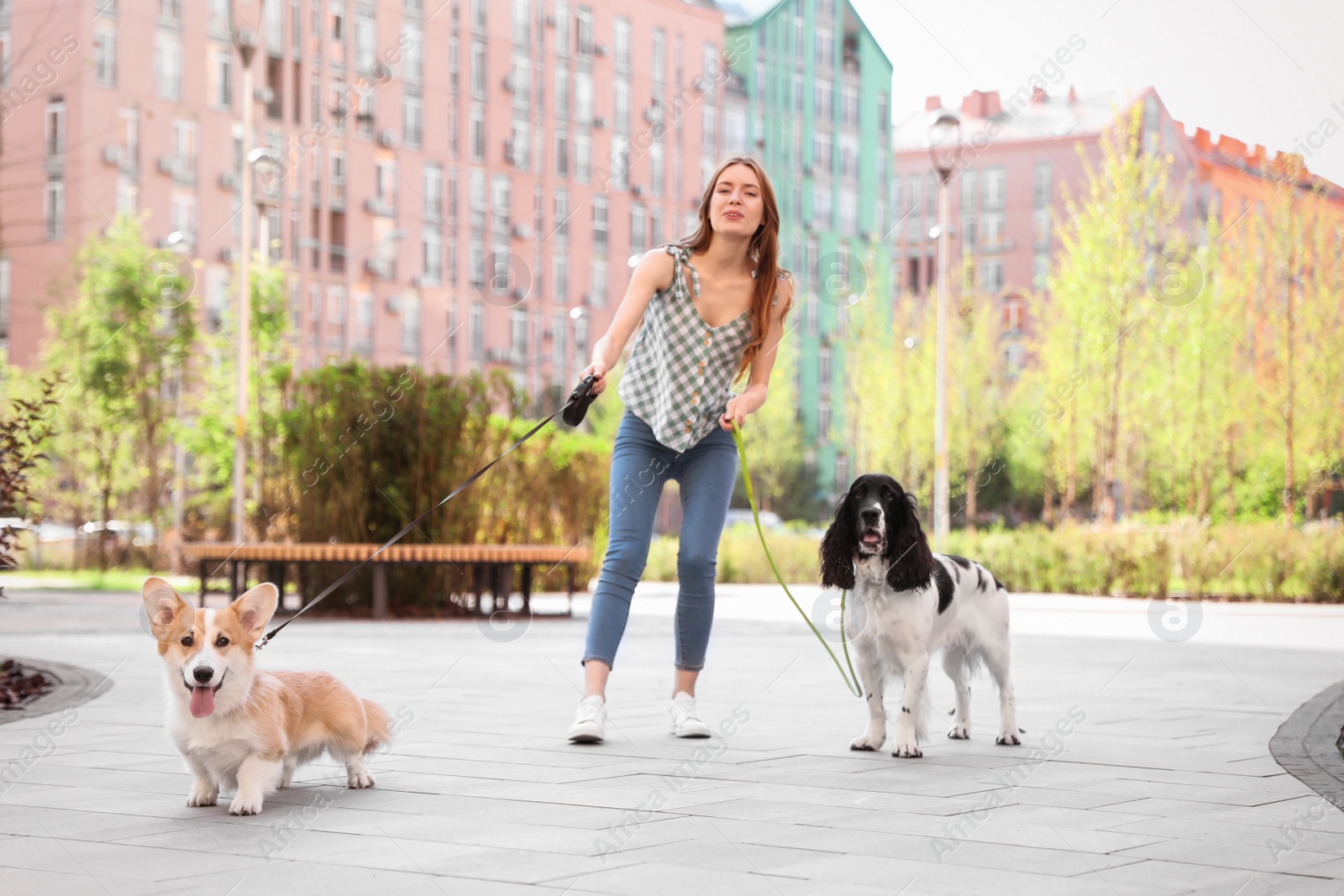 Photo of Woman walking Pembroke Welsh Corgi and English Springer Spaniel dogs outdoors