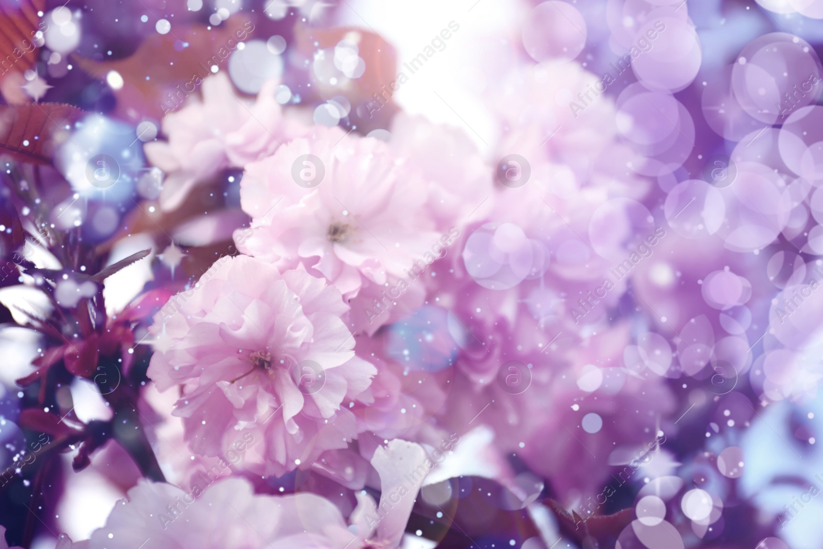 Image of Closeup view of blossoming sakura tree outdoors