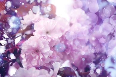 Closeup view of blossoming sakura tree outdoors