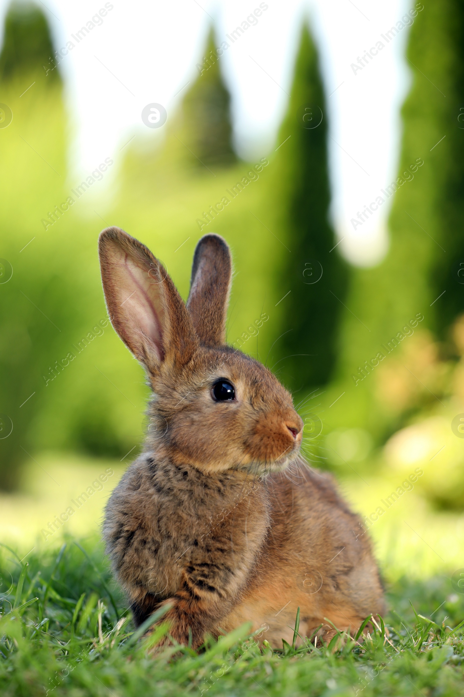 Photo of Cute fluffy rabbit on green grass outdoors