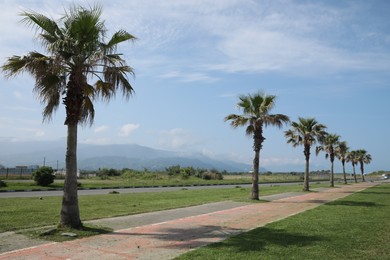 Beautiful view of tropical palm trees on sunny day