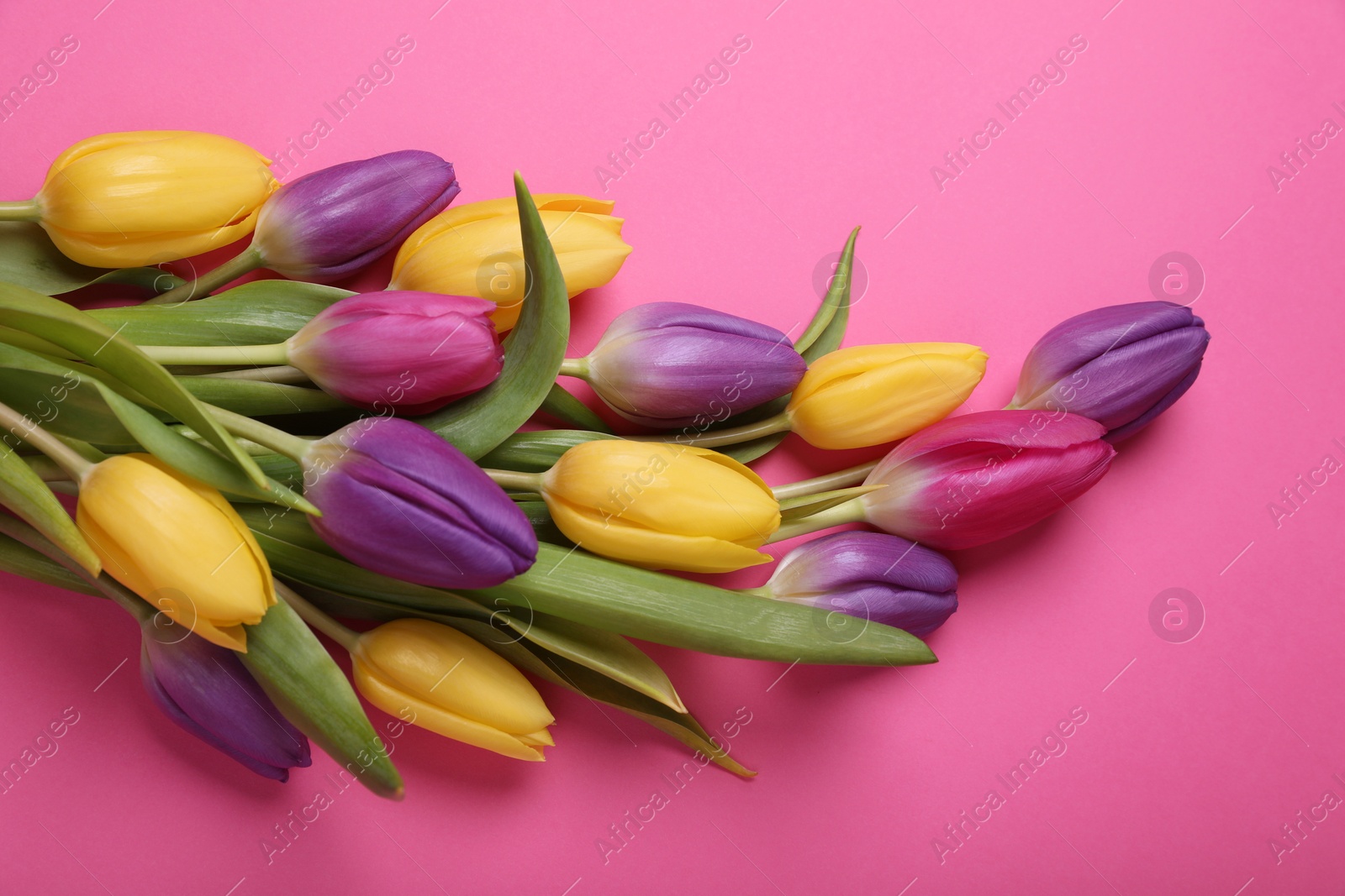 Photo of Beautiful tulips on pink background, flat lay