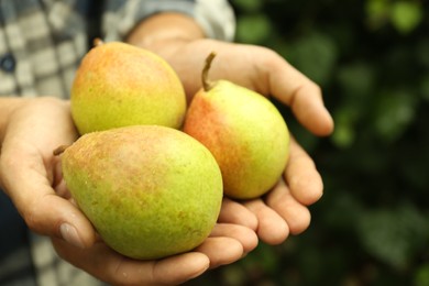 Photo of Woman holding fresh ripe pears outdoors, closeup