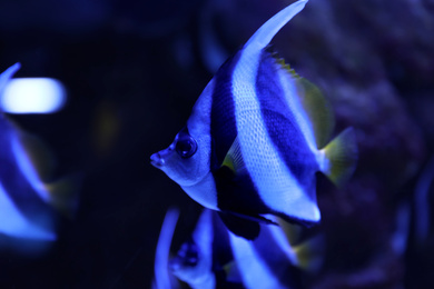 Photo of Beautiful Moorish idol fish in clear aquarium water