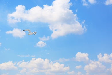 Photo of Beautiful bird flying in blue cloudy sky