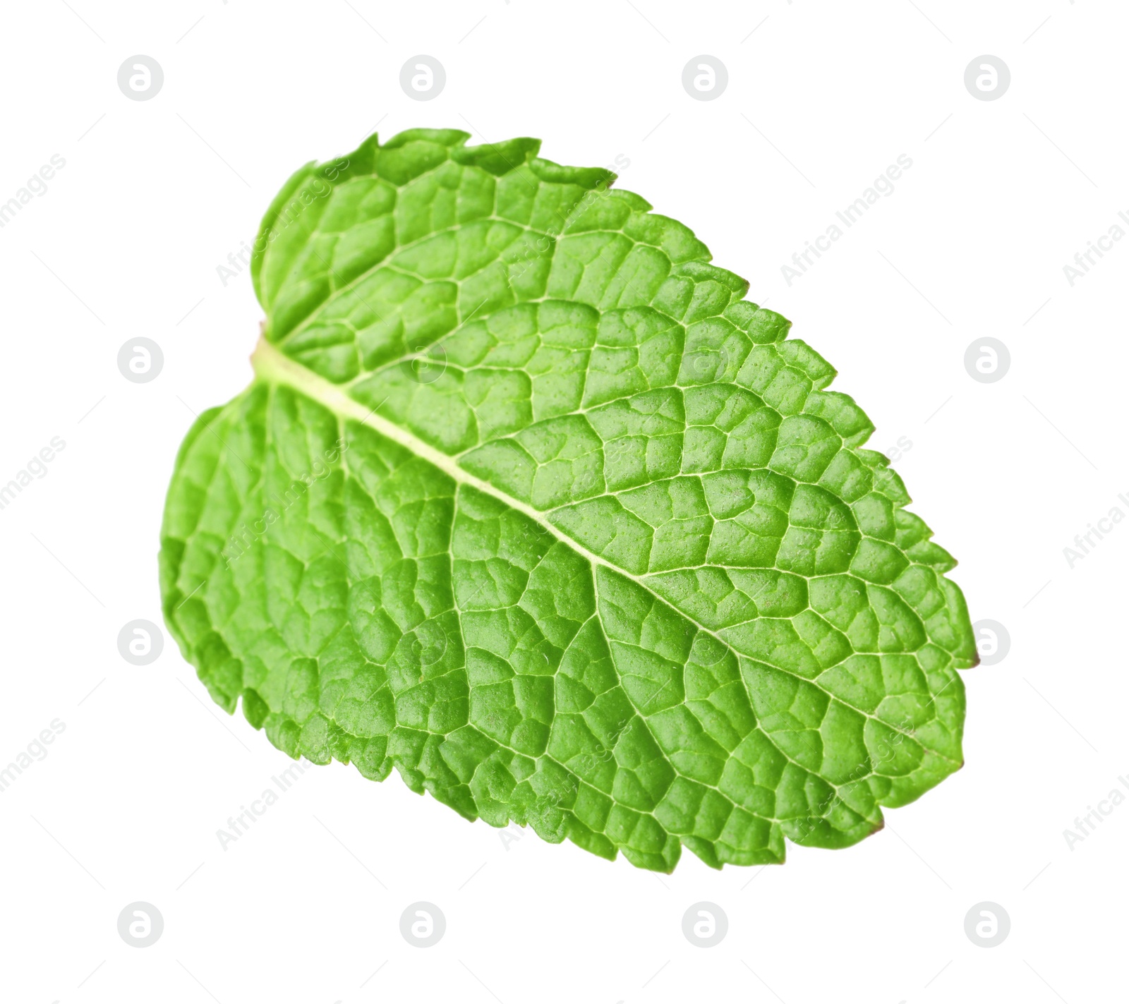 Photo of Fresh green mint leaf isolated on white