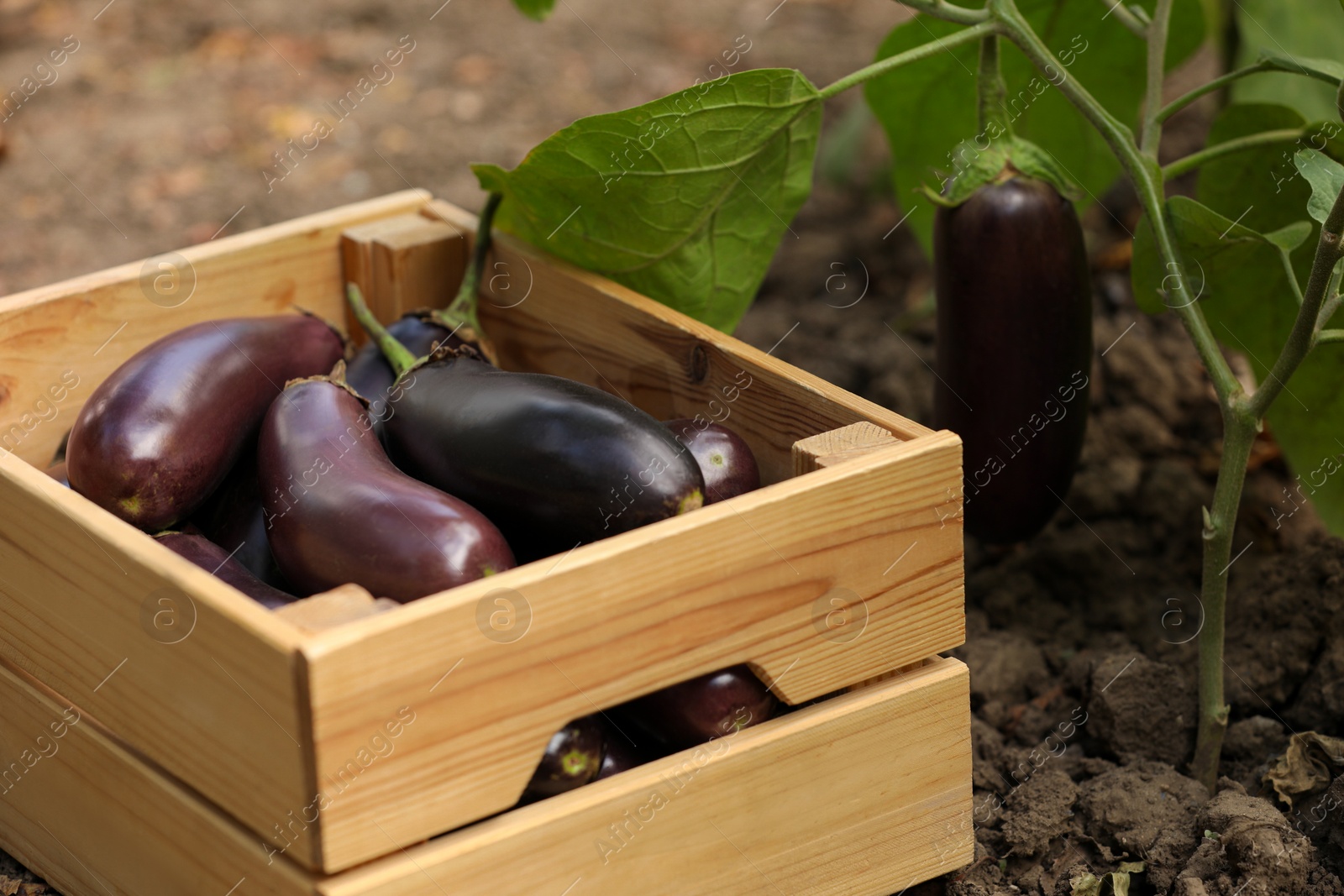 Photo of Ripe eggplants in wooden crate outdoors, closeup
