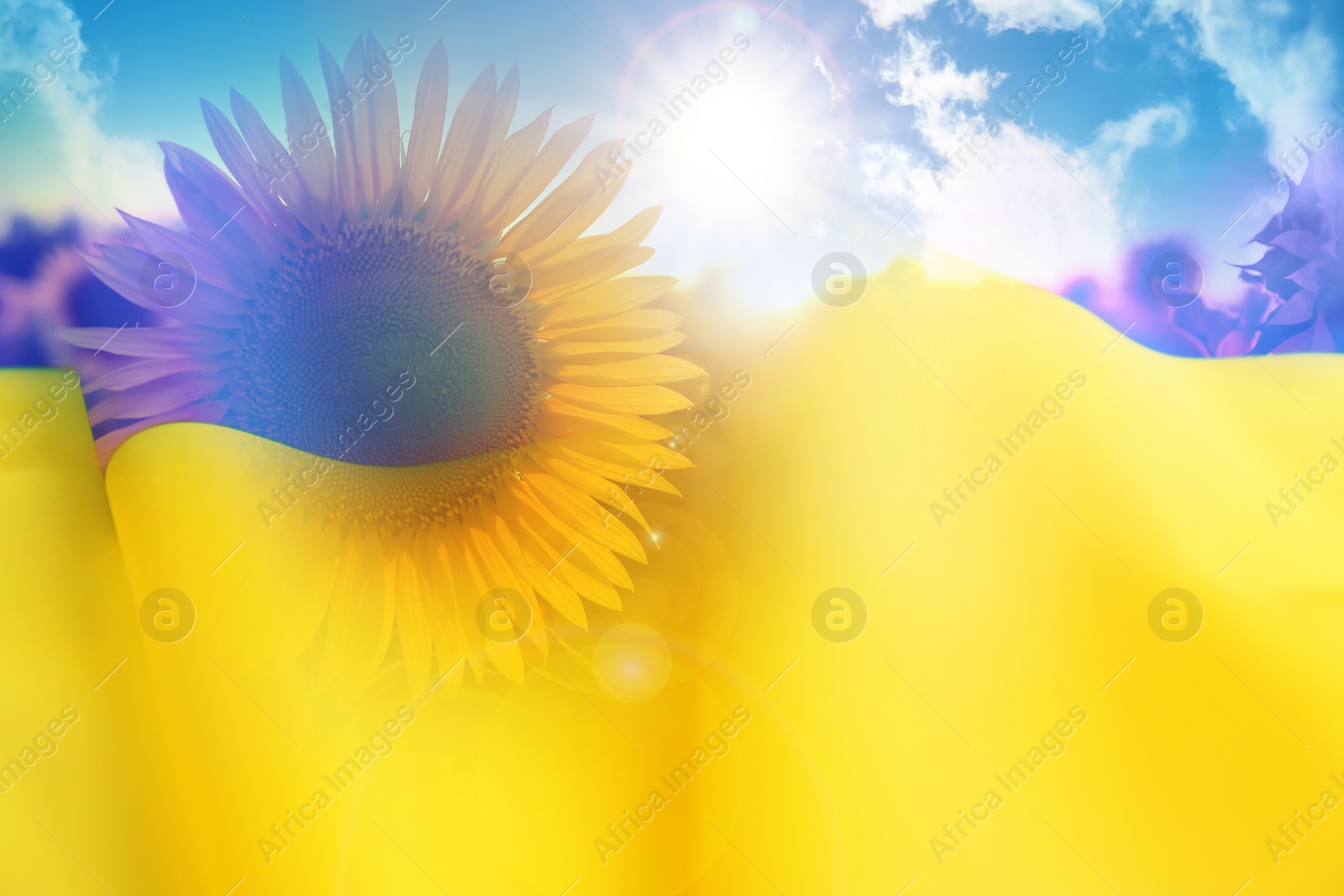 Image of National flag of Ukraine and sunflower field under blue sky on background