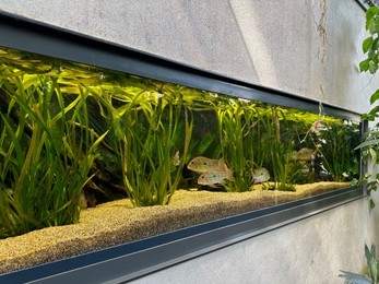 Photo of Aquarium with fish and underwater plants in botanical garden