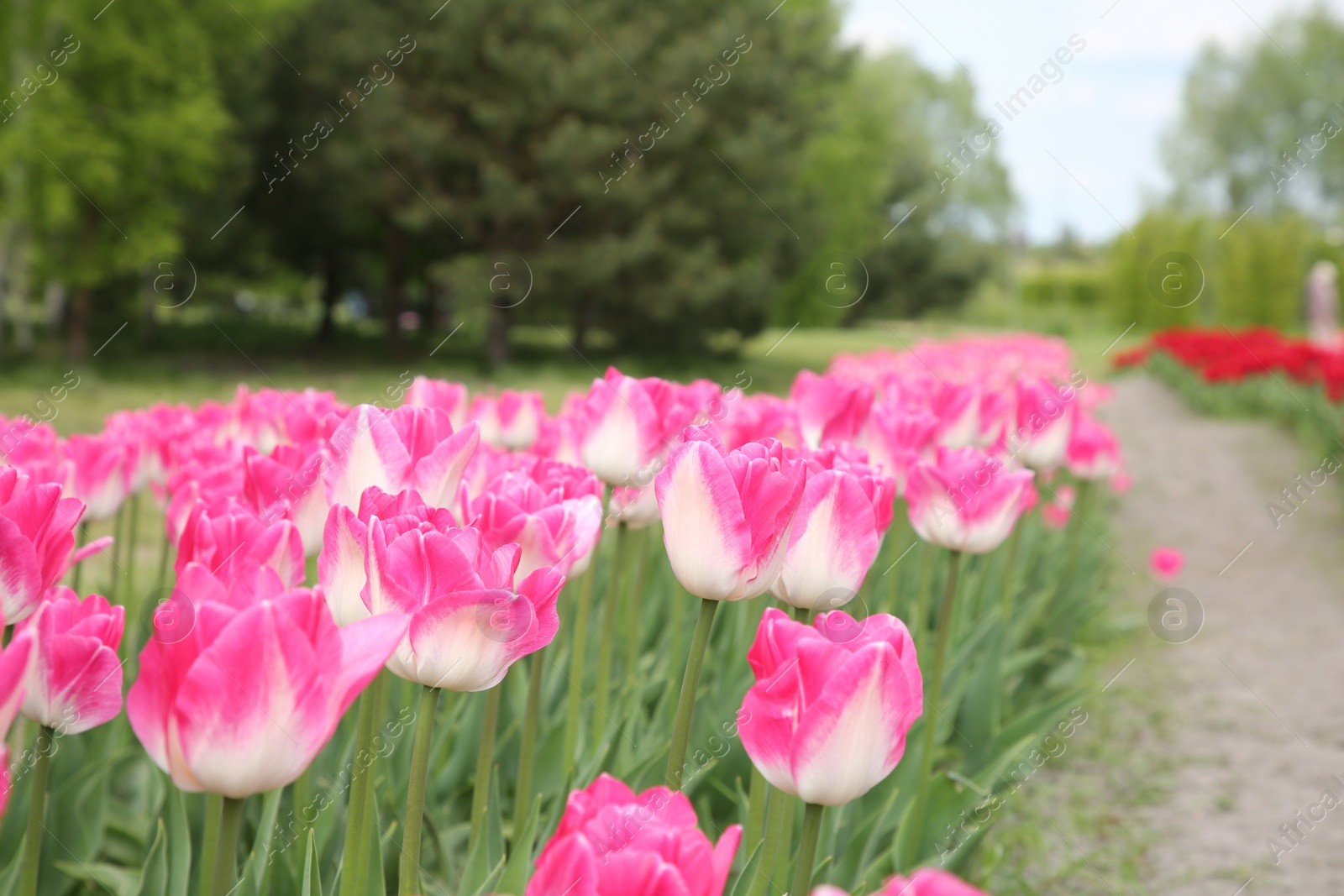 Photo of Beautiful pink tulip flowers growing in field