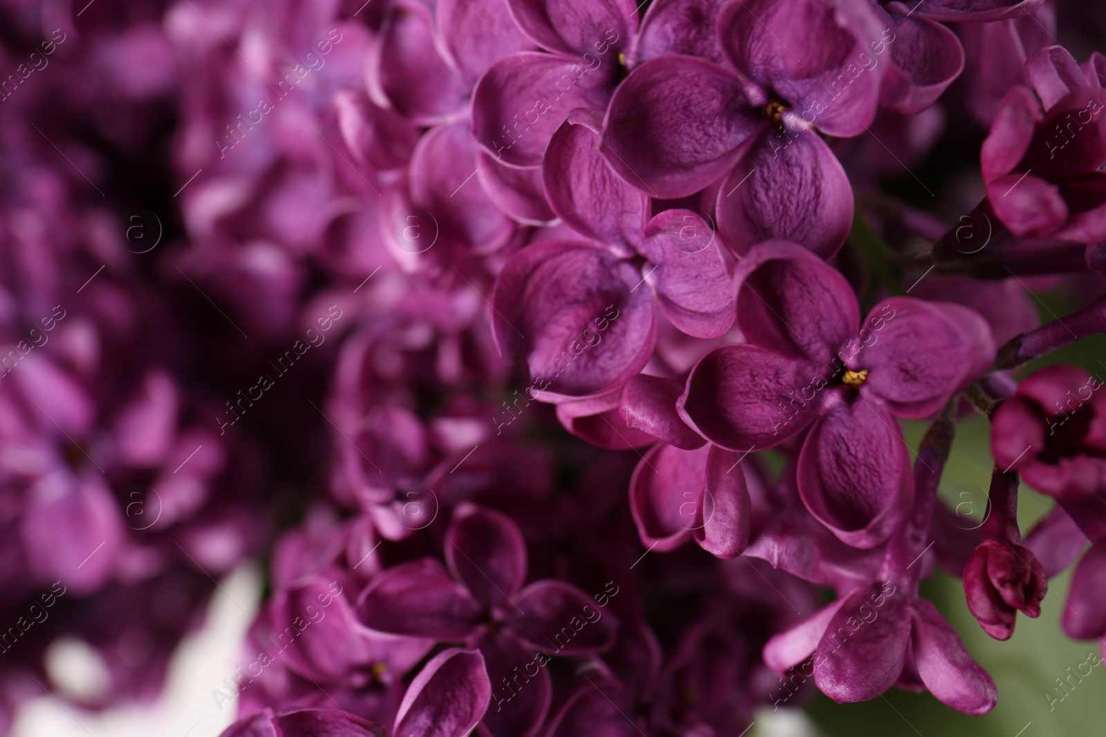 Photo of Beautiful blooming lilac flowers on blurred background, closeup