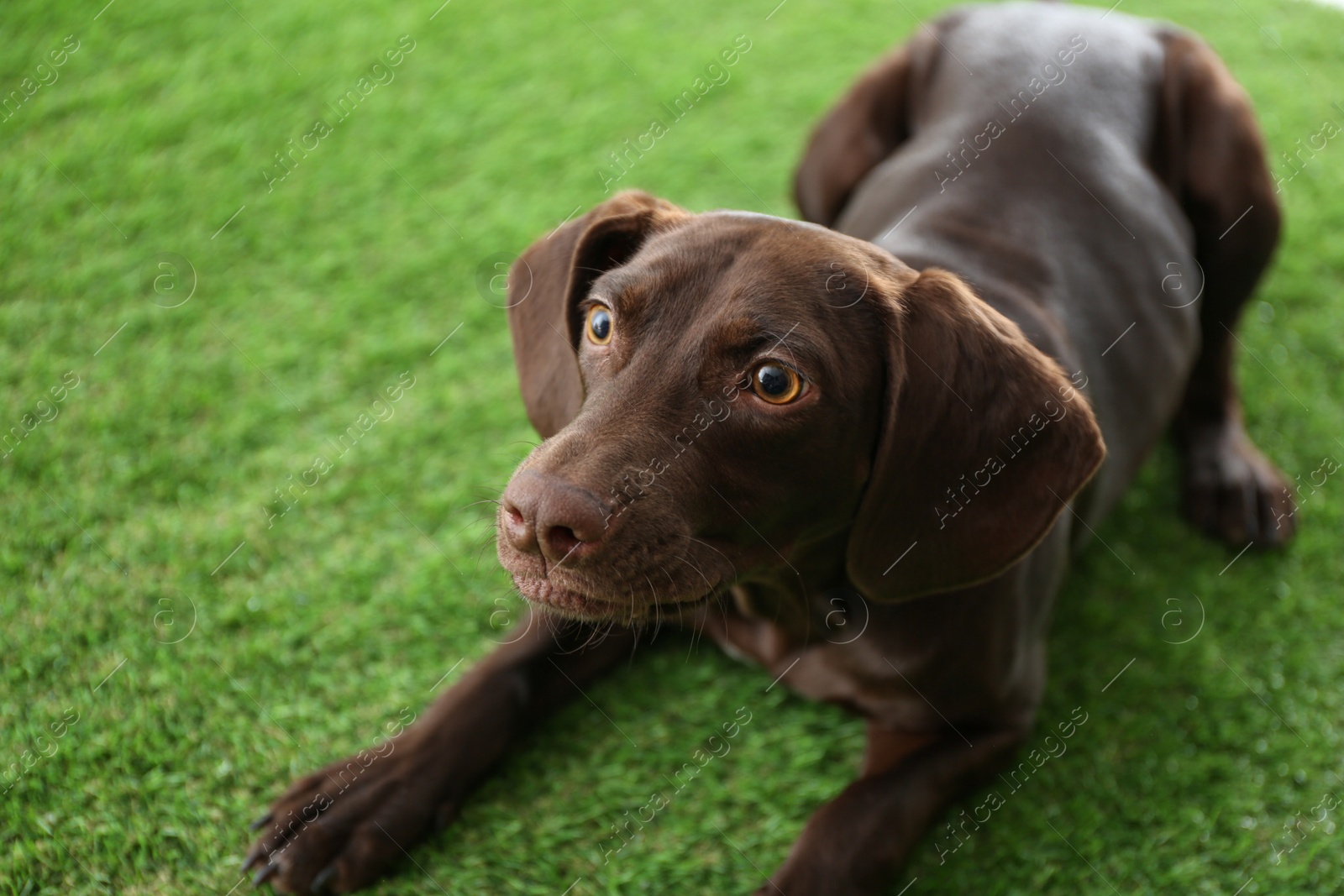 Photo of German Shorthaired Pointer dog on green grass